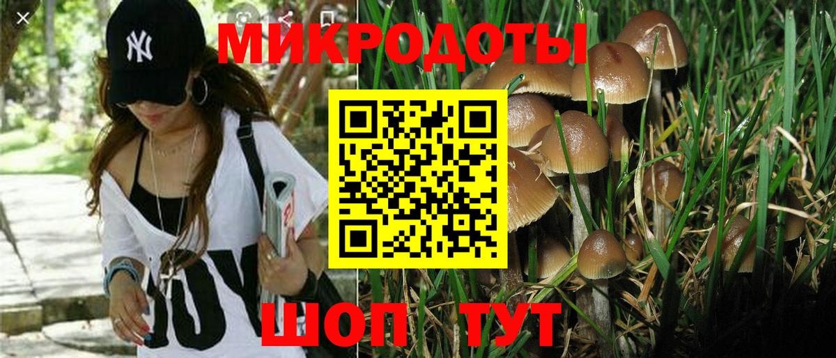 Псилоцибиновые грибы Psilocybe Магадан